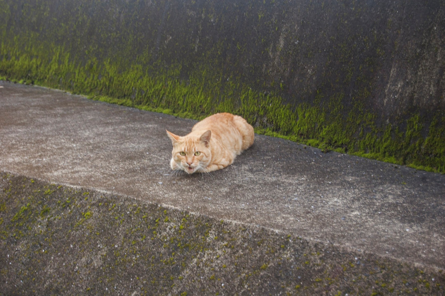 2880px-cat_on_concrete_in_japan.jpg