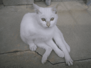 loosely_sitting_stray_white_cat.jpg