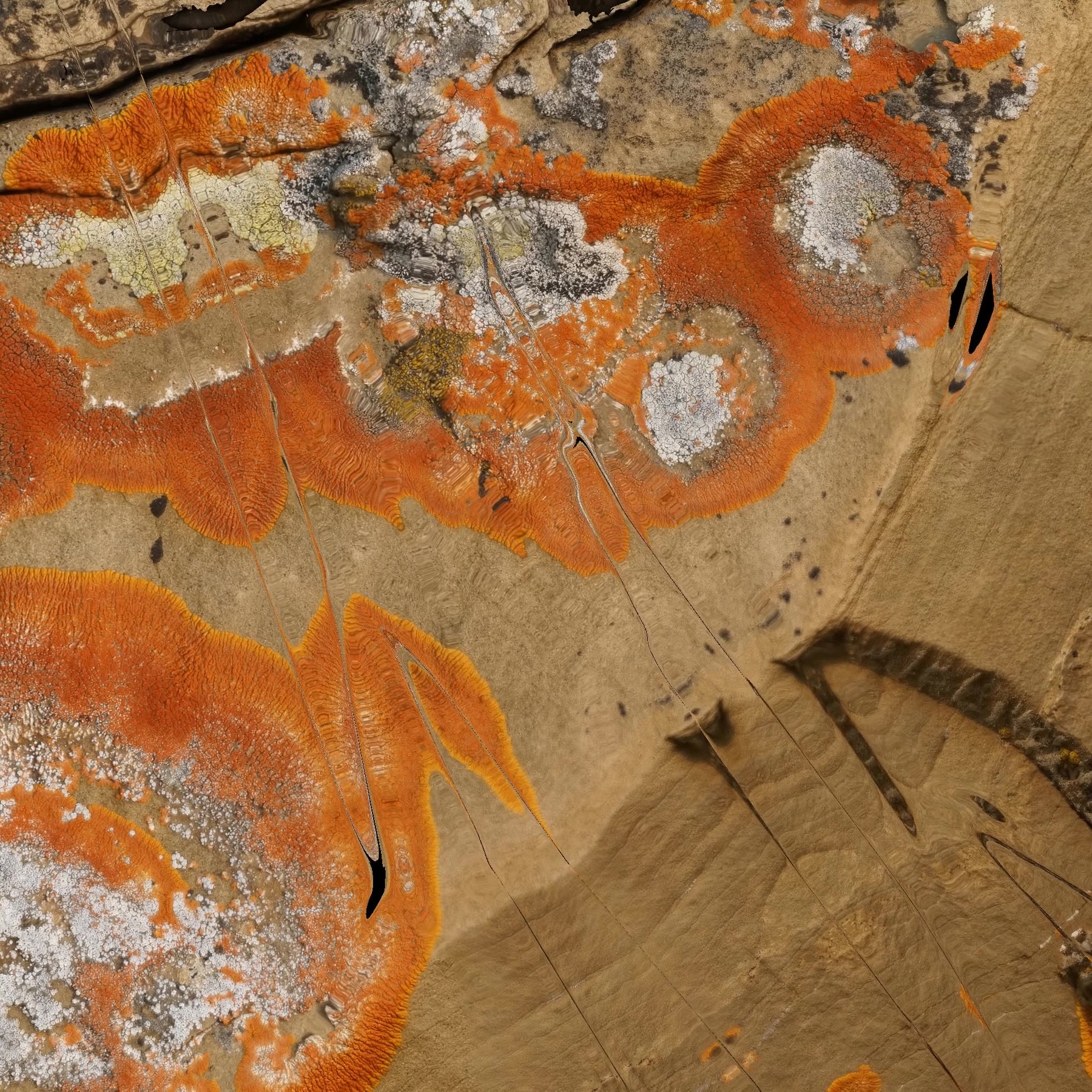 Textilographic Rock and Lichen, Yellowstone, #4, Still, Clement Valla