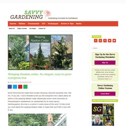 Weeping Alaskan Cedar: An Elegant, Easy-to-grow Evergreen Tree