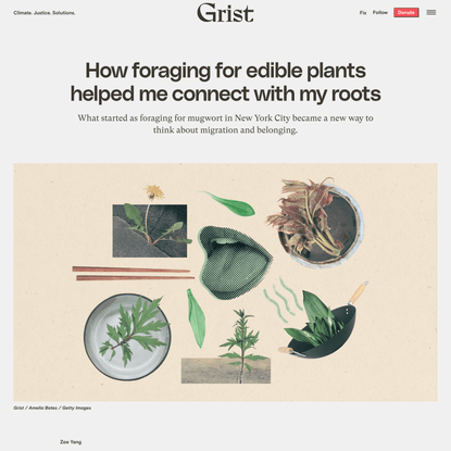 How foraging for edible plants helped me connect with my roots