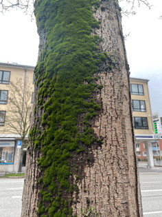 Moss hält die Feuchtigkeit an der Baumrinde (oberflächliche Speicherung)