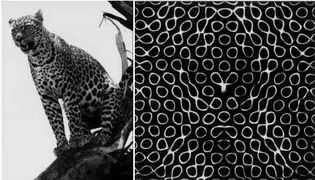 20120621-turing_patterns01.jpg