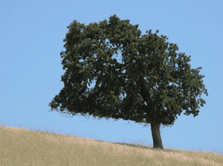 1920px-lone_tree_on_a_summer_hillside.jpg