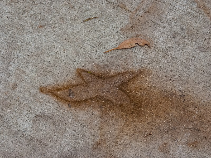 800px-leaf_stains_on_concrete_7th_brigade_park_chermside_p1090832.jpg?20200519111424