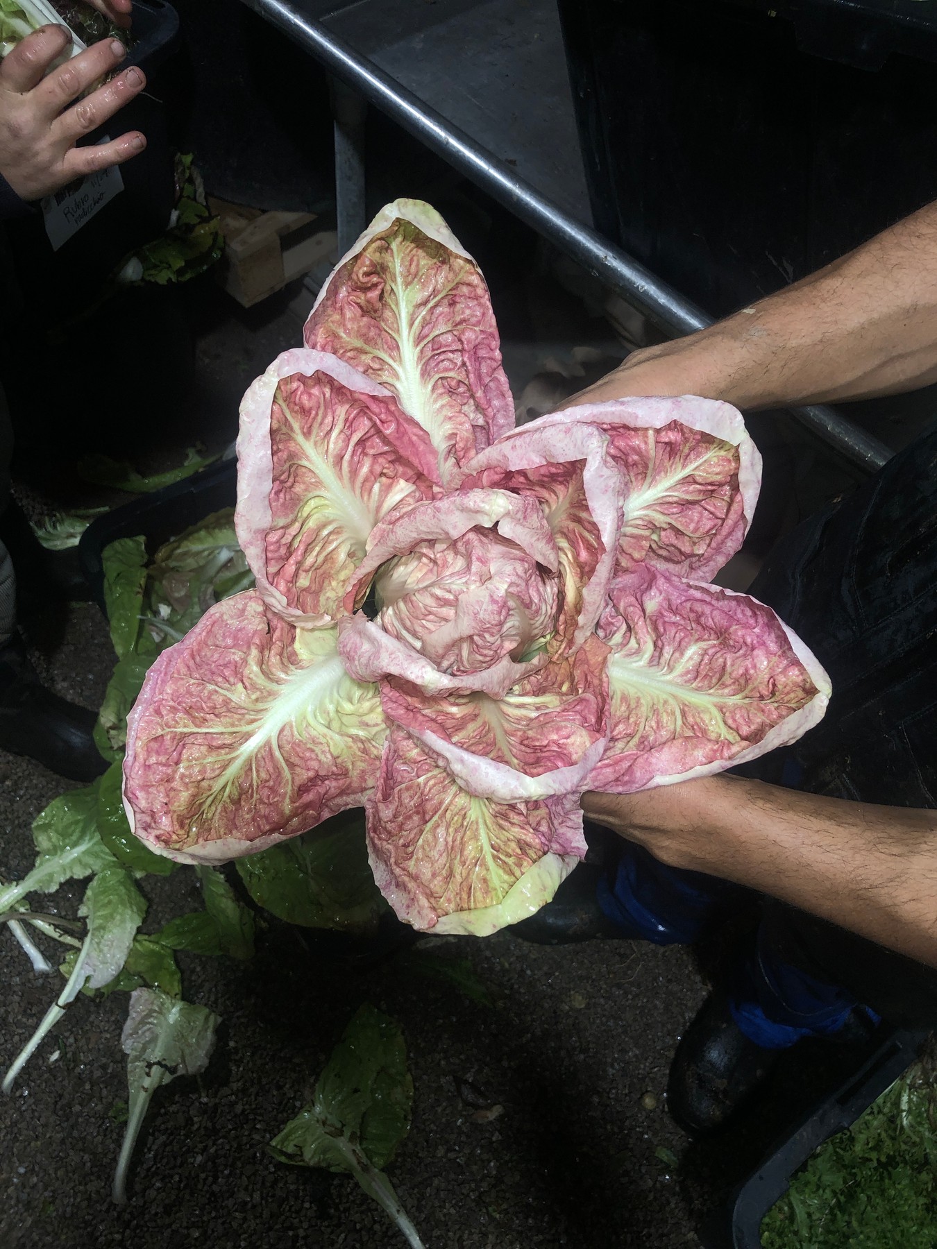 Rosalba Radicchio, Harpeth Moon Farm