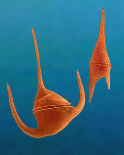 4-marine-dinoflagellates-ceratium-spp-dennis-kunkel-microscopyscience-photo-library.jpg-f=1-nofb=1-ipt=15cef229ba1571f0d5ee5...