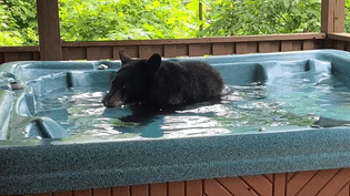 bear in hot tub