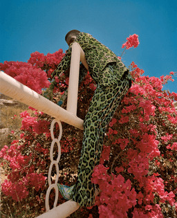 Picture of Nadine Ijewere featuring a black man with leopard print suite, on a pink fence with red flowers on a big bush covered of them. 