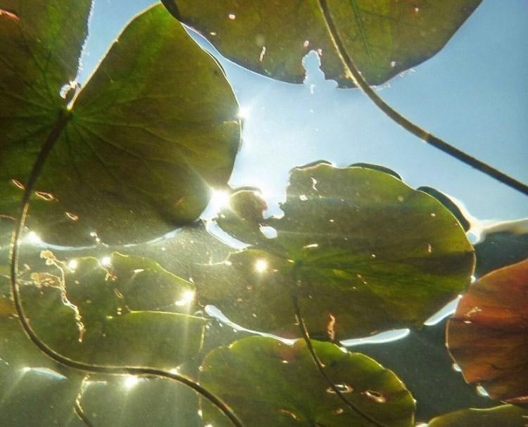water lilies shawn grenninger