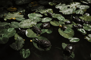 Turtles on Floating Green Leaves on a Lake by Valeriia Miller