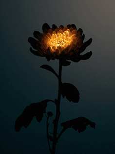 test_flowers_26.4.22-118_pmax_chrysanthemum.jpg