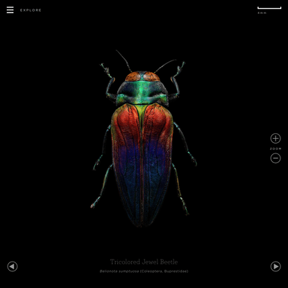 Microsculpture - Tricolored Jewel Beetle