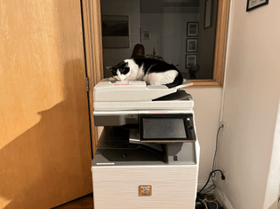 OFFiCE KiTTY