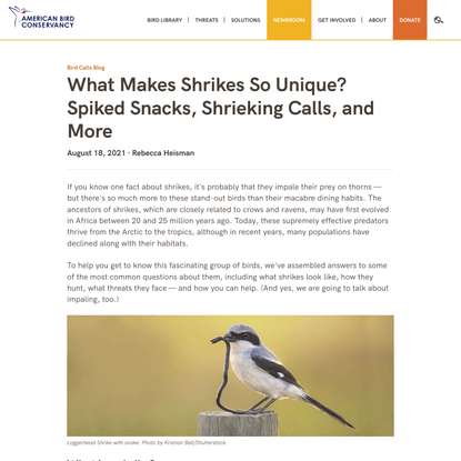 What Makes Shrikes Unique? Spiked Snacks, Shrieking Calls + More