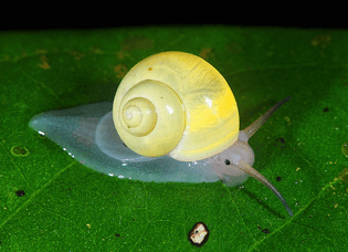 Yellow land snail ©Arthur Anker