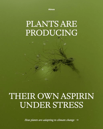 Atmos on Instagram: “Plants are learning to self-medicate in the face of the climate crisis. What can they teach us about ou...