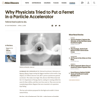 Why Physicists Tried to Put a Ferret in a Particle Accelerator