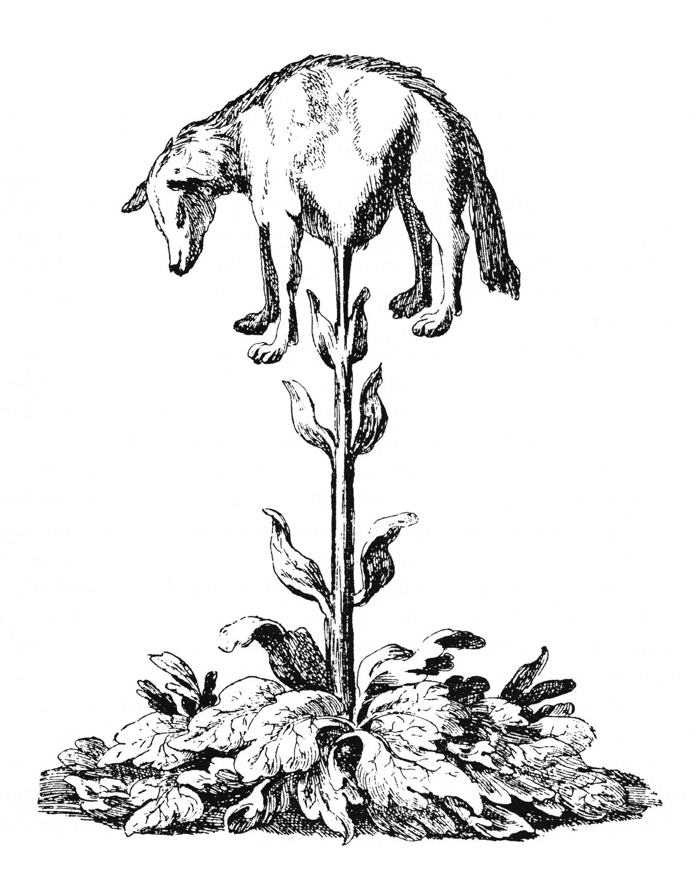 vegetable_lamb_-lee-_1887-.jpg