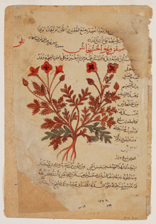 Illustration of a poppy plant from a manuscript of Khawass al-ashjar (“The Characteristics of Trees”), Iraq, 13th century