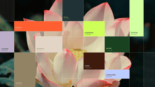 amphico_color_palette.jpg