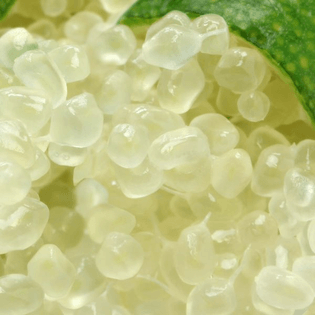 Australian Finger Lime Caviar