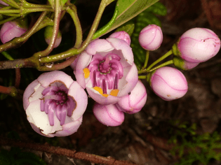 Axinaea, Melastomataceae