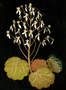 Saxifraga stolonifera (Decandria Digyn)