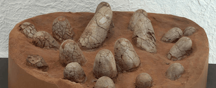 Dinosaure eggs