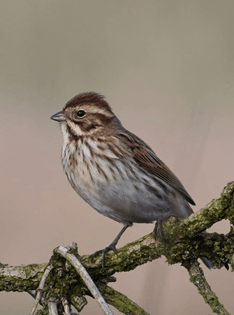 Reed Bunting