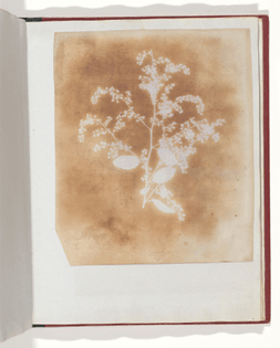 [Photogenic Drawing of a Plant] William Henry Fox Talbot British (1839–40)