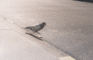 bird-4 [aka pigeon]