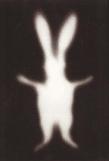 Adam Fuss, Rabbit, 1999
