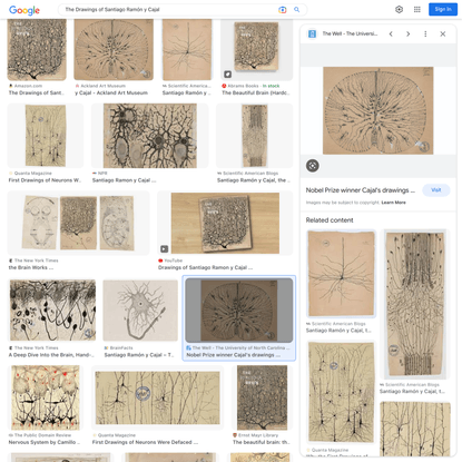 The Drawings of Santiago Ramón y Cajal - Google Search