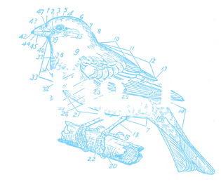 fig-1-logo.png