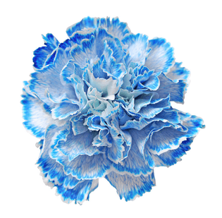 oeillet-bleu-29511165.jpg