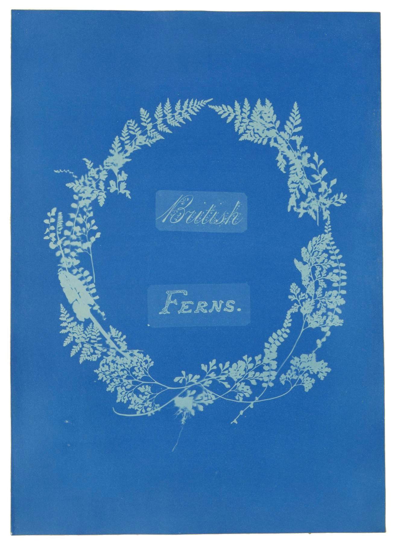 British Ferns by Anna Atkins (Cyanotype)