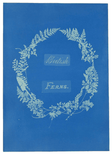 British Ferns by Anna Atkins (Cyanotype)