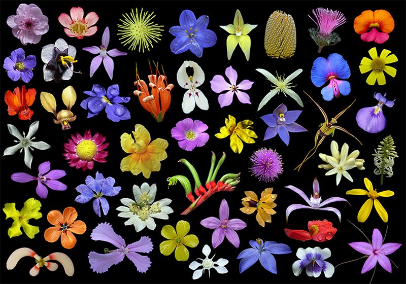 Wildflowers_western_australia.jpg