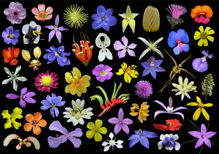 Wildflowers_western_australia.jpg