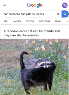 A raccoon and a cat can be friends, but they can also be enemies