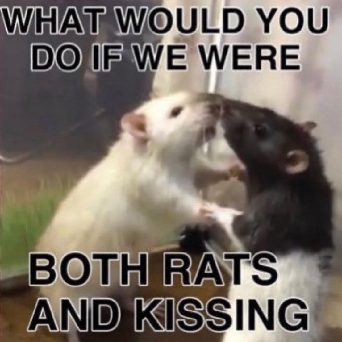 IF WE WERE BOTH RATS AND KISSING