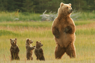 bear-and-cub-500wide.jpg
