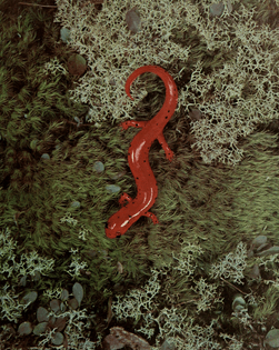 Mud salamander
❤️ The Illustrated Encyclopedia of Animal Life, 1961