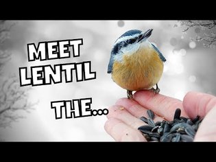 Cutest Nuthatch There Ever Was | Red-breasted Nuthatch Fun Facts