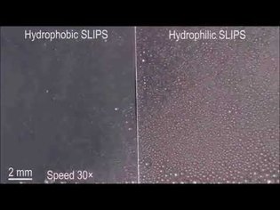 Hydrophilic directional slippery rough surfaces for water harvesting