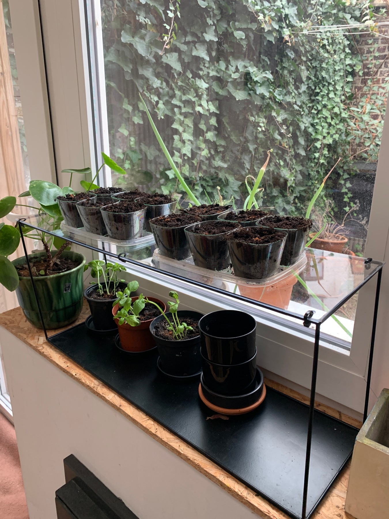Seedling tray