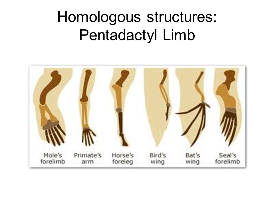 HomologousstructuresPentadactylLimb.jpg — Are.na