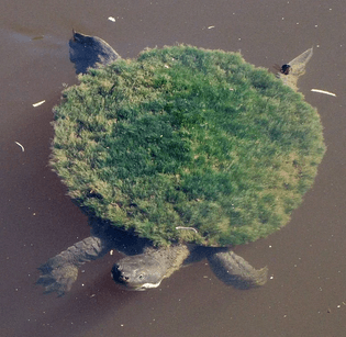 A Moss Covered Turtle 