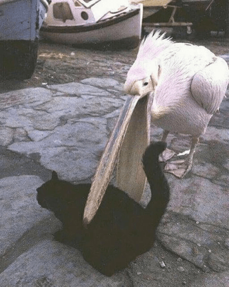 DATABASES on Instagram: "Pelicans are opportunistic carnivores. They will try to eat anything and everything."